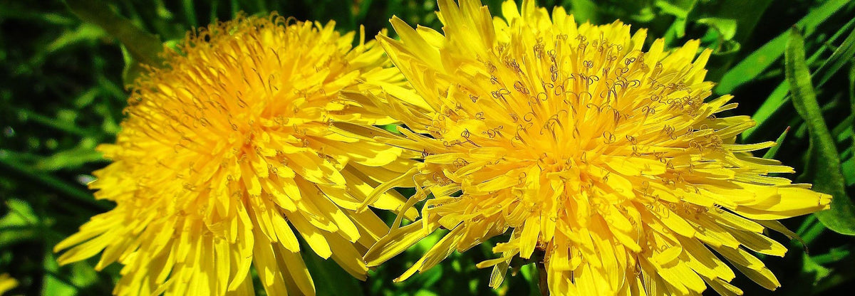 Dandelion Sample Samples – Dr. I The Herbal Guy . com